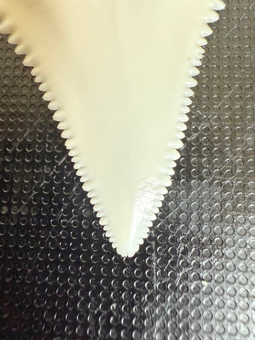 ホホジロザメ歯1