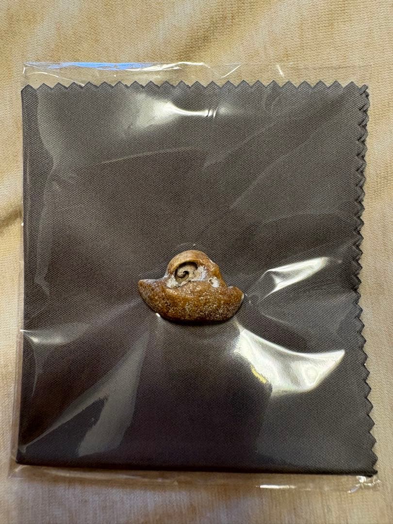 【幸運の御守り】イルカの耳骨 イルカ 耳骨 あぶみ 化石 海のお守り 幸運のお守り 南房総 3｜Yahoo