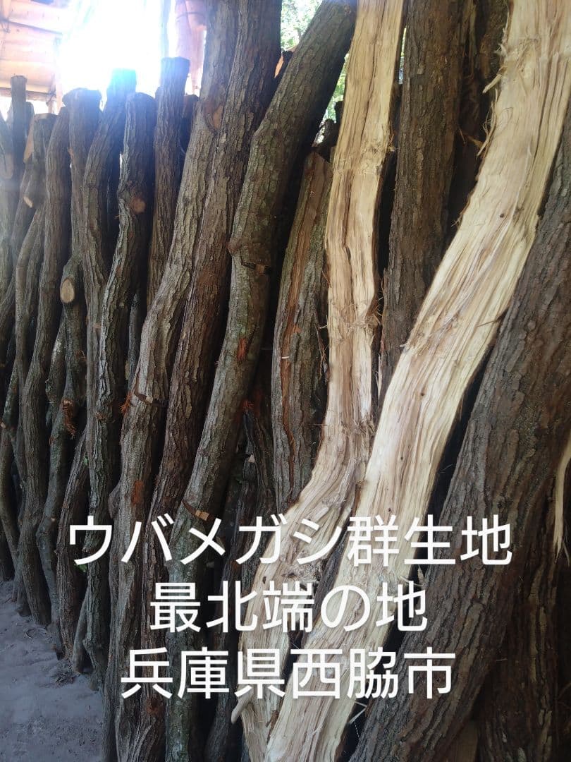 たろきち 丸物２２キロ