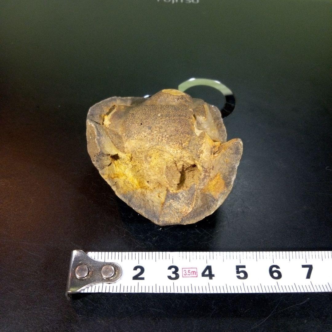 三葉虫 化石 fossil ボリビア trilobite 海生動物 三葉虫識別⑦