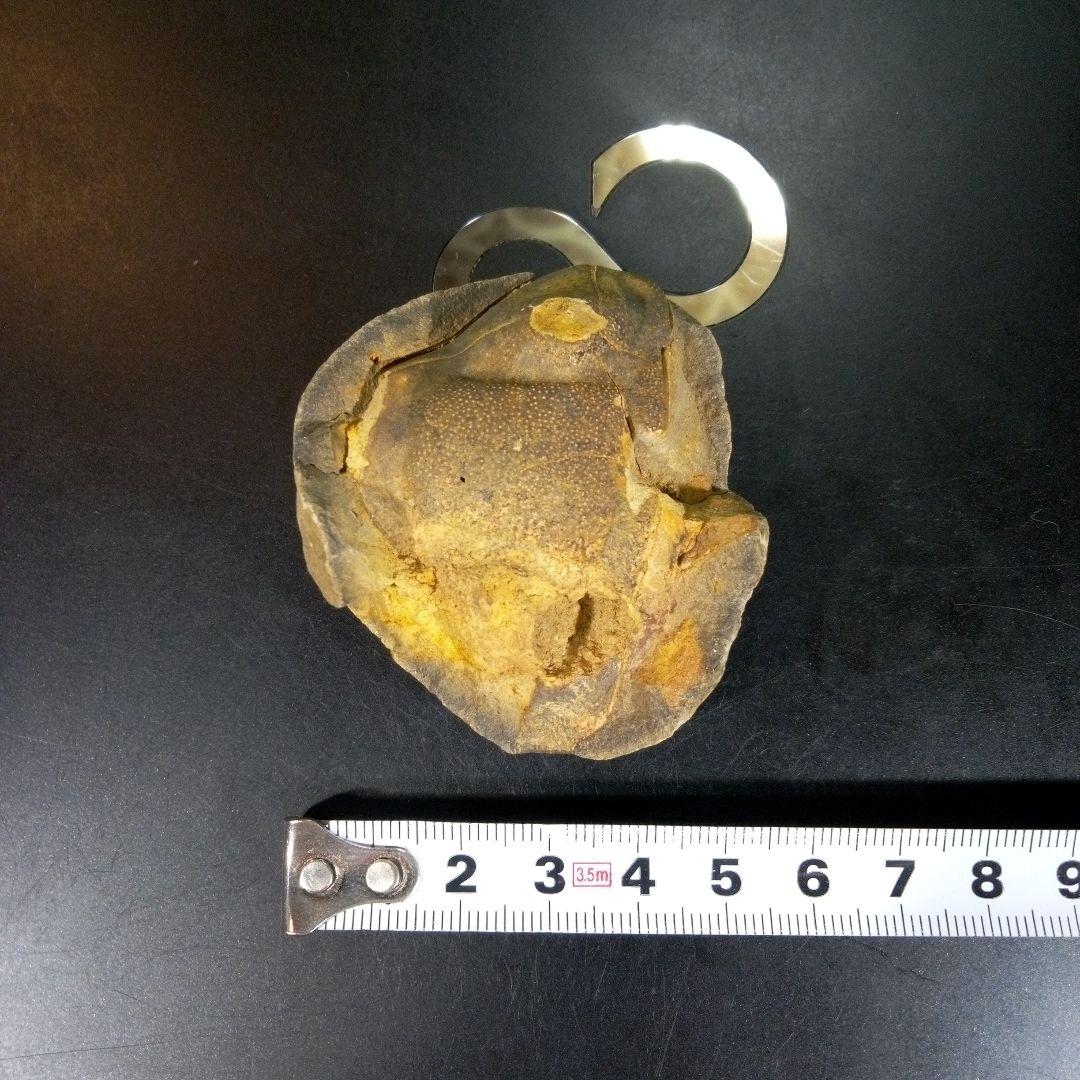 三葉虫 化石 fossil ボリビア trilobite 海生動物 三葉虫識別⑦