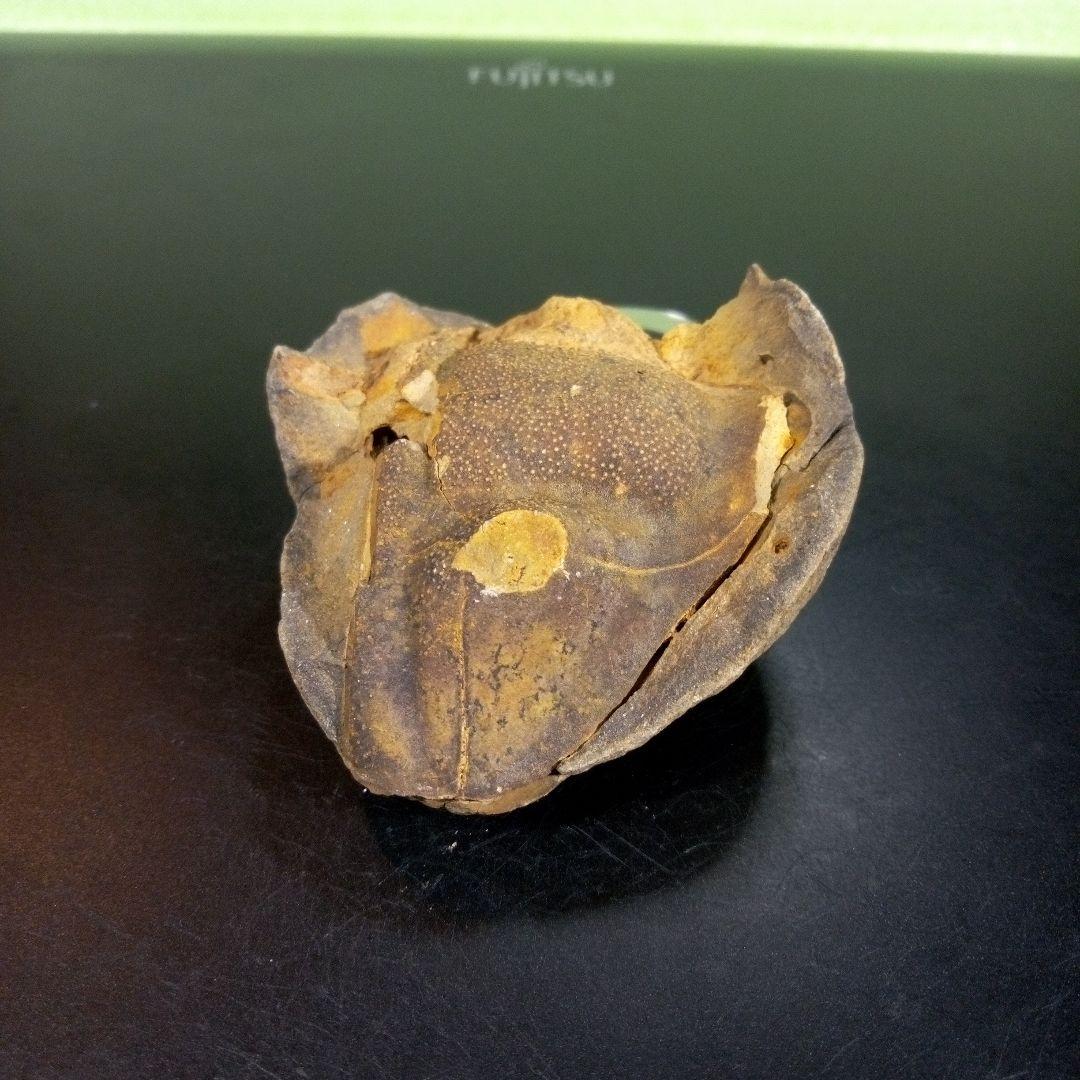 三葉虫 化石 fossil ボリビア trilobite 海生動物 三葉虫識別⑦