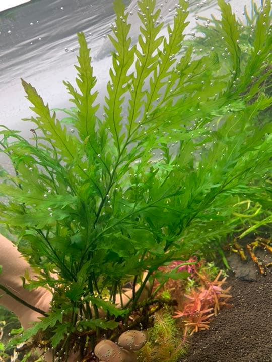 ニューリリィパイプ P-2 ADA リリィパイプP-2 V-3 パレングラスTYPE-3