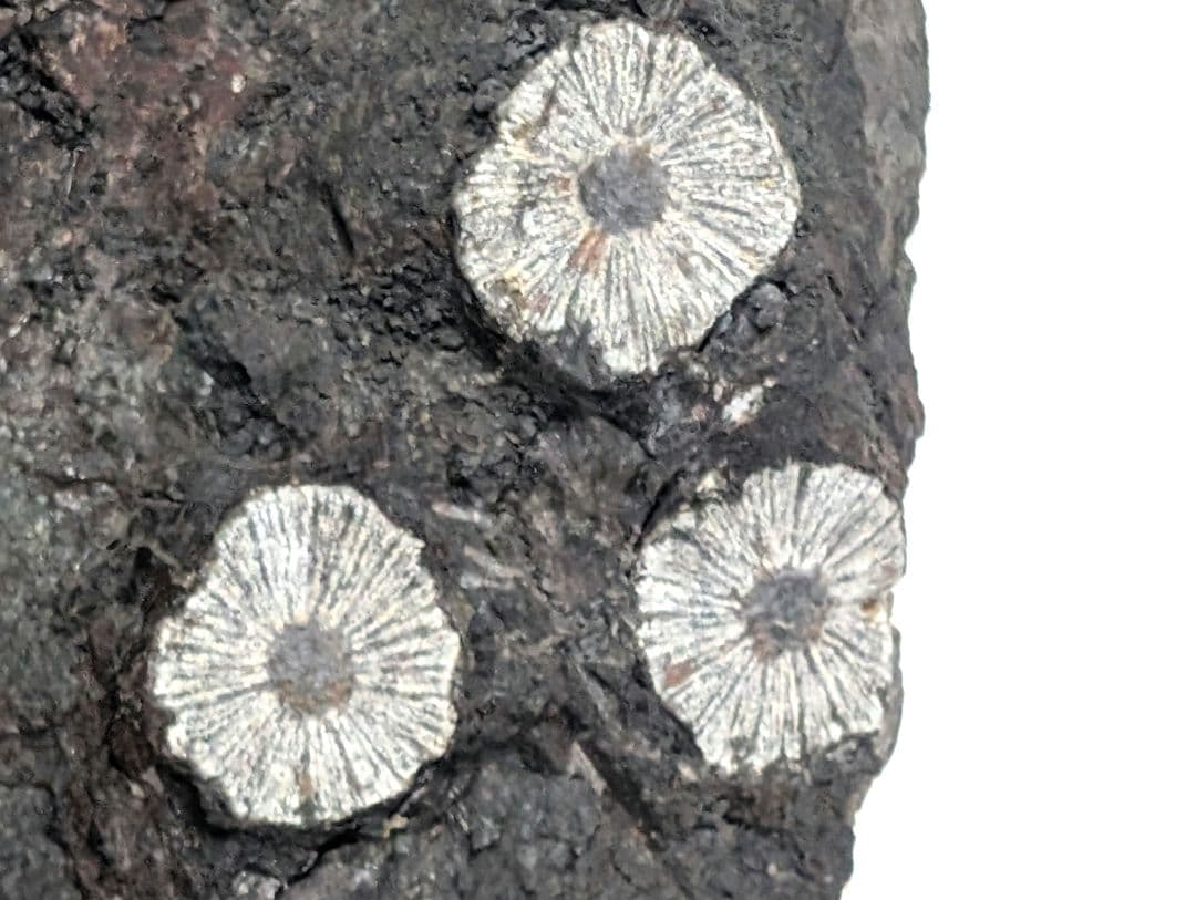 菊花石 鑑賞石 オブジェ 置物の通販｜grantsmena.com