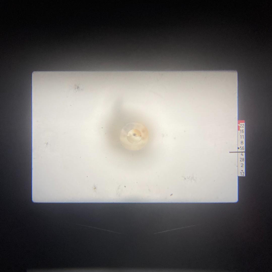 【C6877】《分解清掃済み》キヤノン Canon AE-1 レンズセット