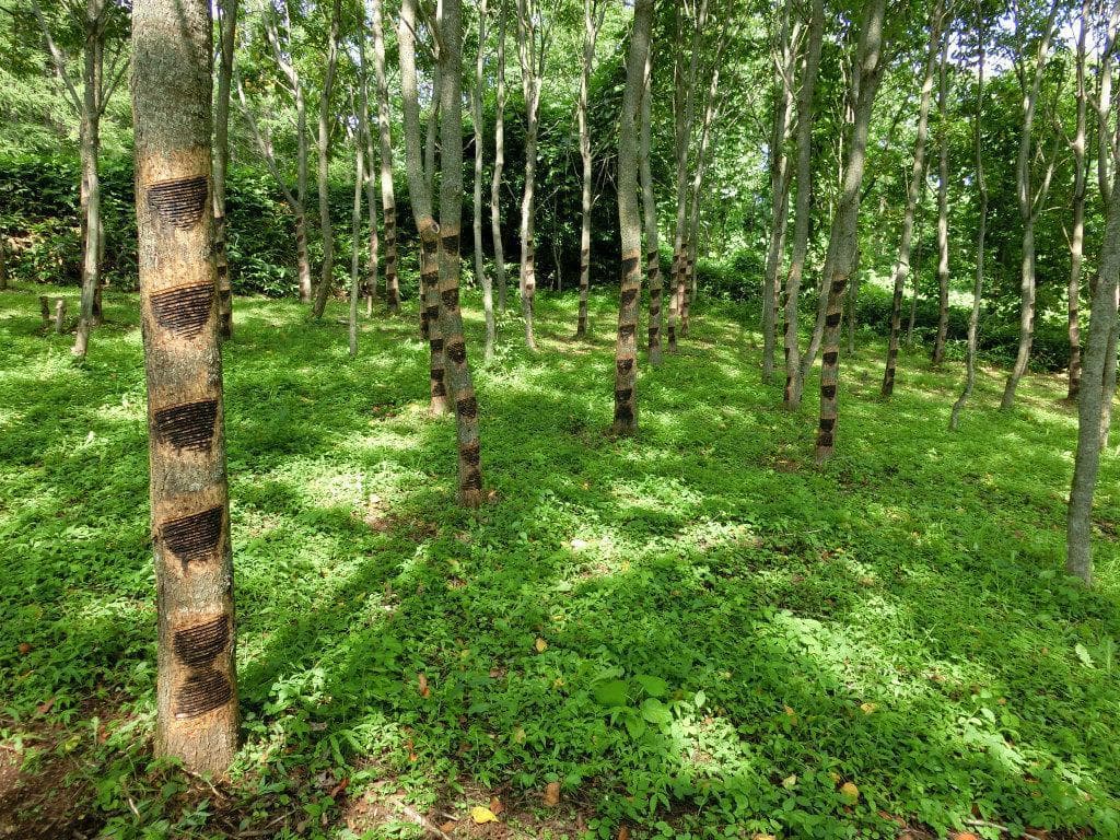 限定） 人気！ 国産漆 端反椀 浄法寺塗 お椀 日本製 三浦春馬