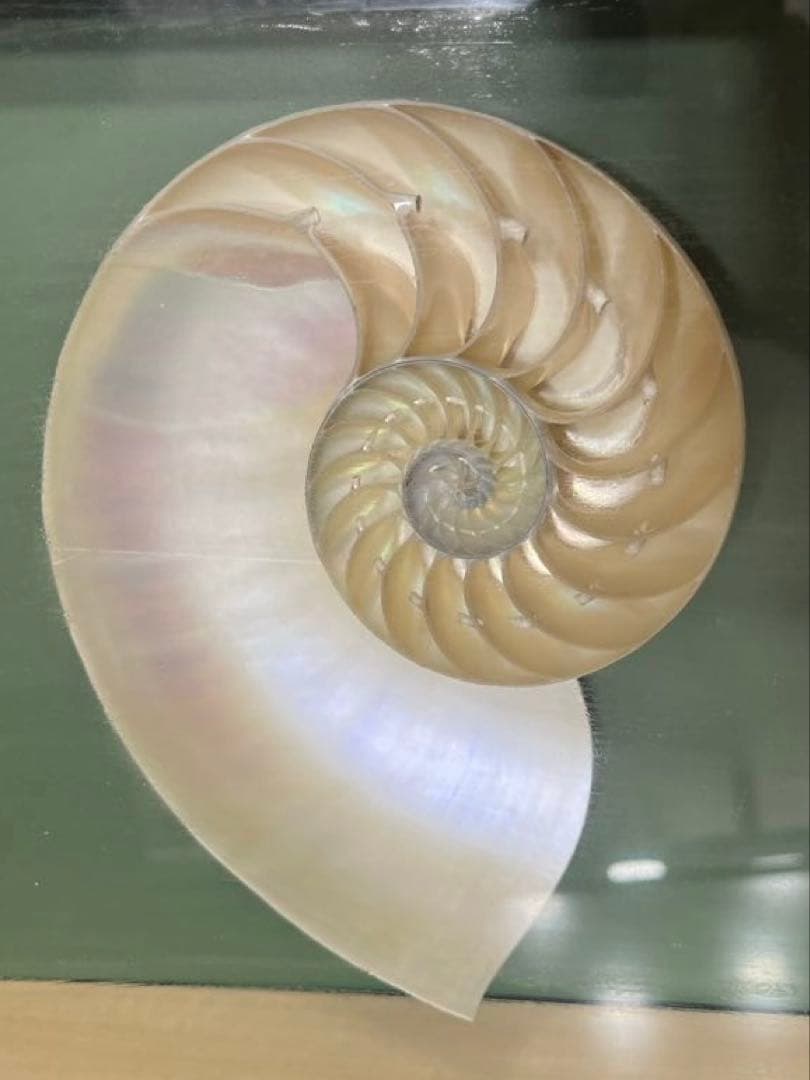 オウムガイハーフカット額入