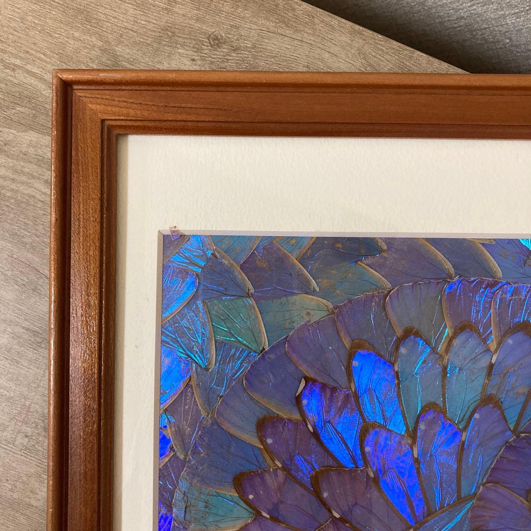 大型 モルフォ蝶 羽アート 標本 珍サイズ 高さ90センチ ビンテージの
