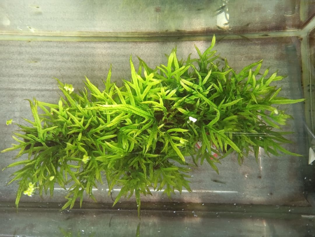 サウザーさま専用 特大ミクロソリウムsp.ソカン シャープリーフ流木活着