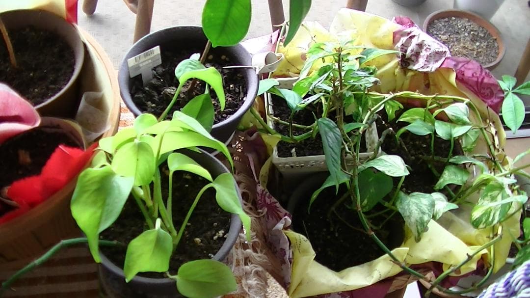 超美品 撮影画像あり JVC GZ-HM390 付属品あり 光学40倍