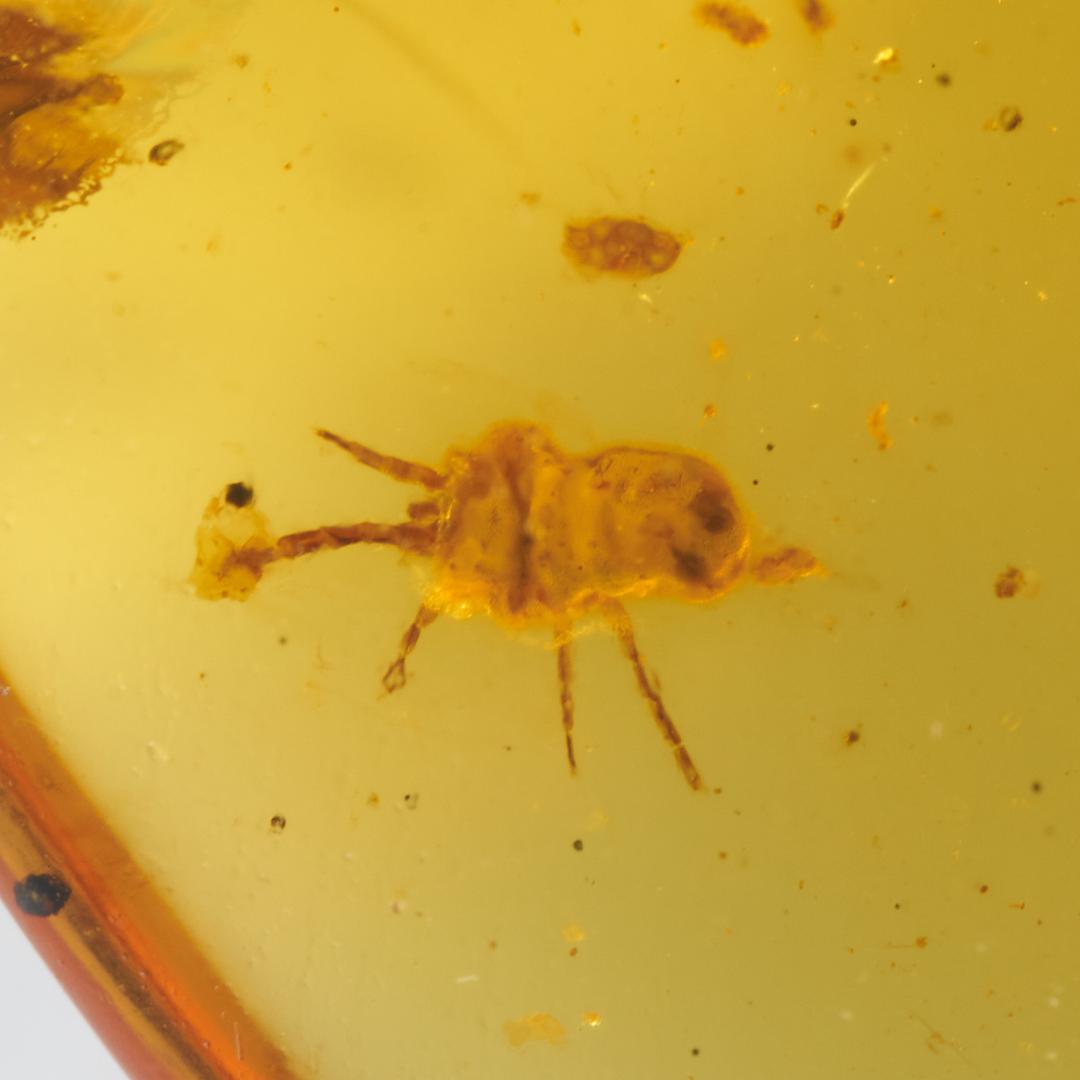 レア極上品 PA0092虫入り琥珀化石 ミャンマーカムティかタナイ9900万年