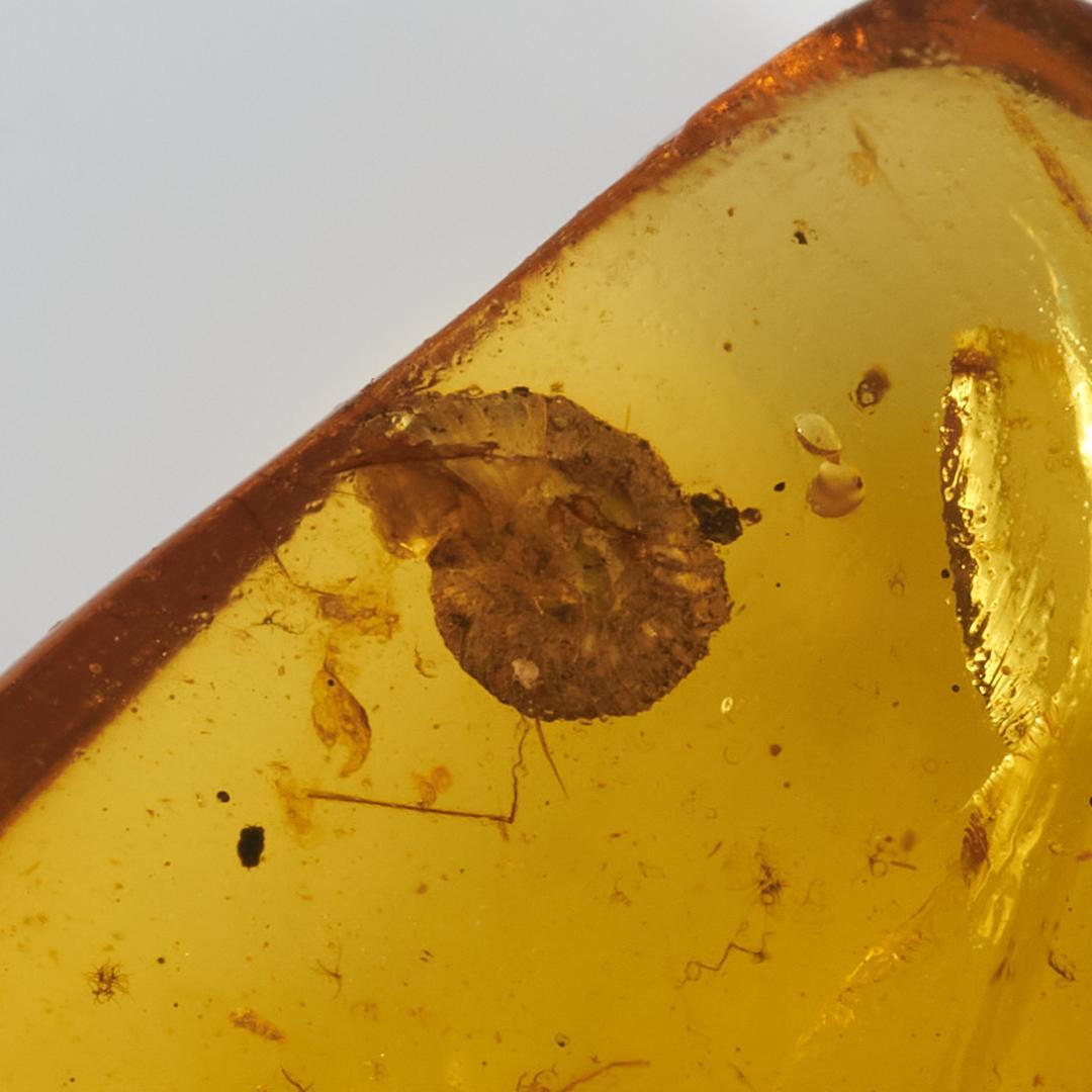 レア極上品 PA0092虫入り琥珀化石 ミャンマーカムティかタナイ9900万年