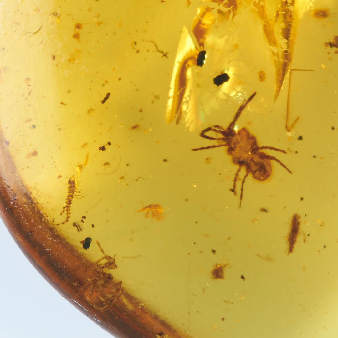 レア極上品 PA0092虫入り琥珀化石 ミャンマーカムティかタナイ9900万年