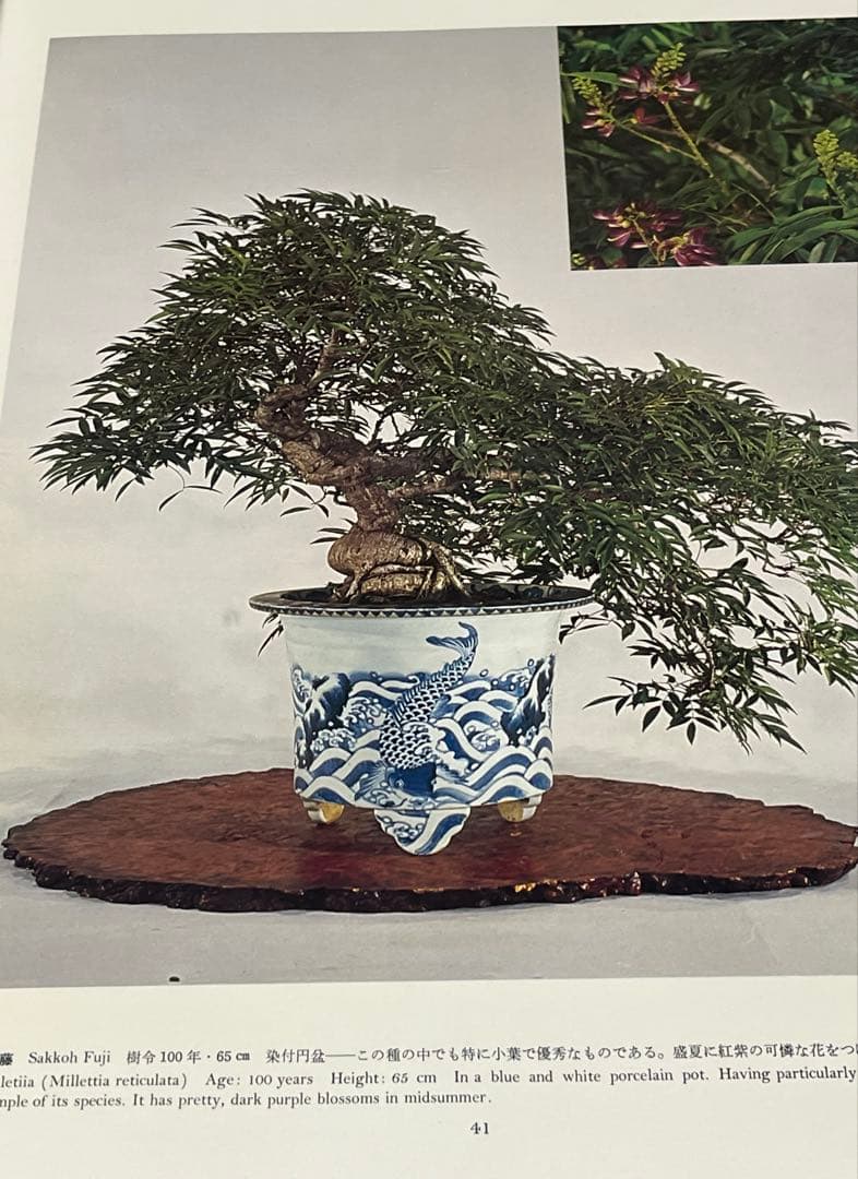 皇居の盆栽 盆栽 盆栽鉢 水盤