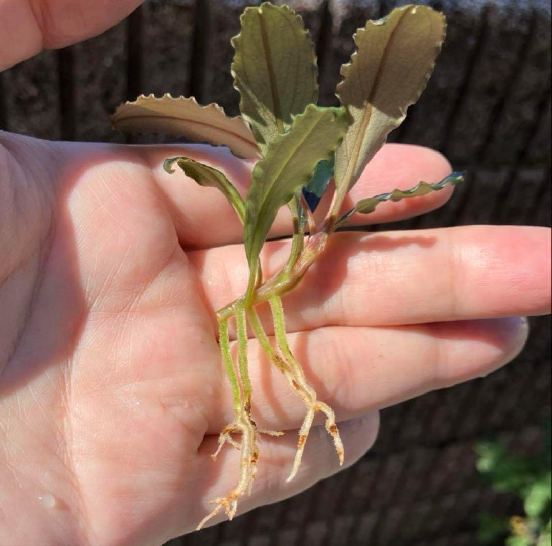 黒葉】ブセファランドラsp Air terjunGunung Puis AZ便