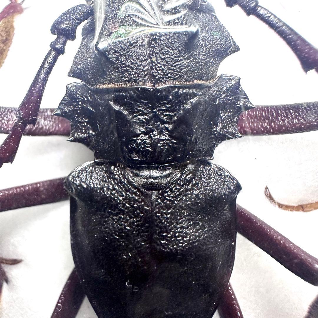 カシクスオニノコギリカミキリ - メルカリ