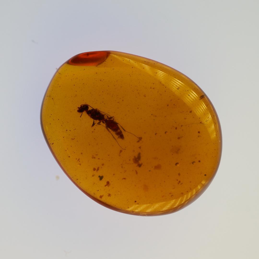 LA032 虫入り琥珀化石 ミャンマー カムティかタナイ産 9900万年前