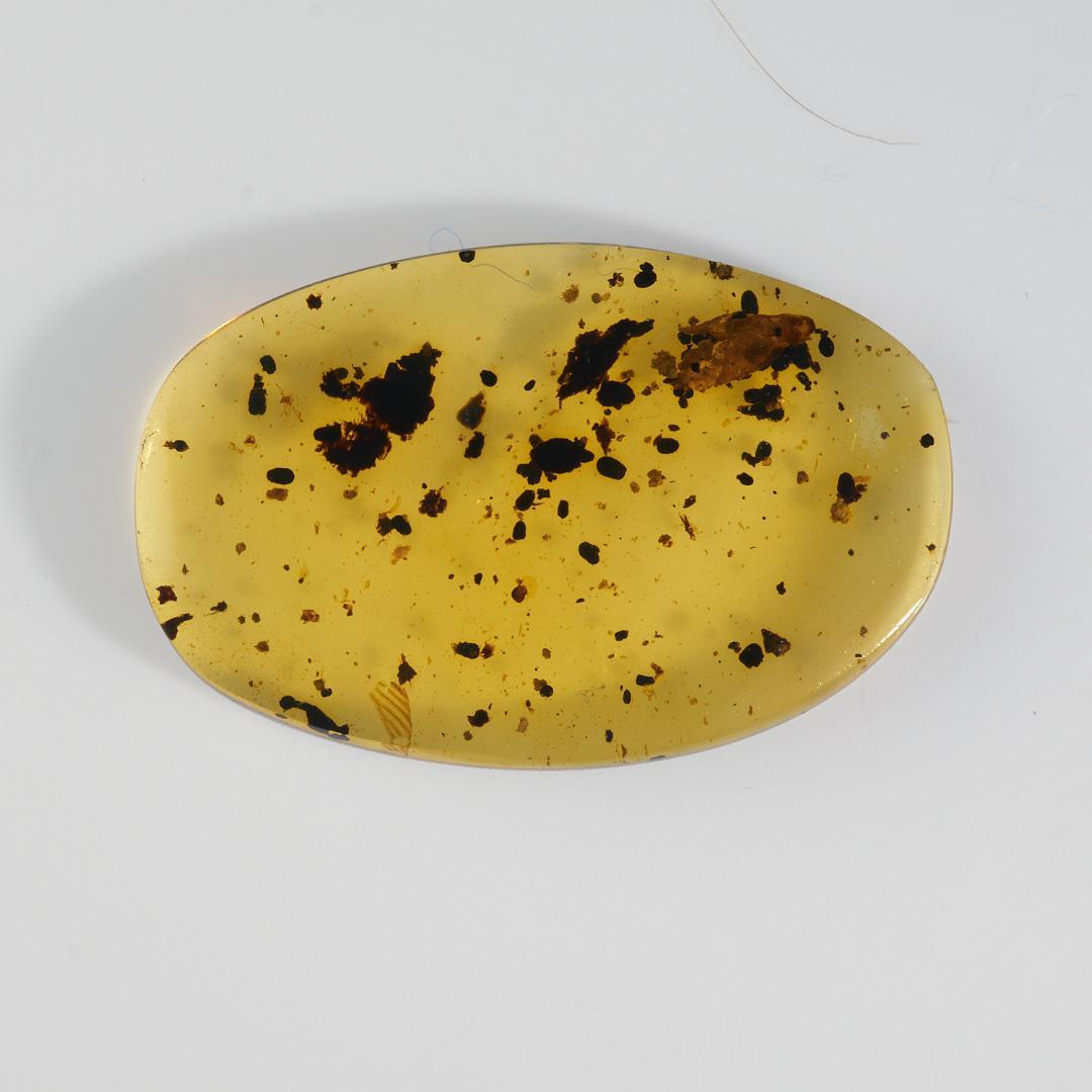 レア極上品 PA107虫入り琥珀化石 ミャンマーカムティかタナイ9900万年