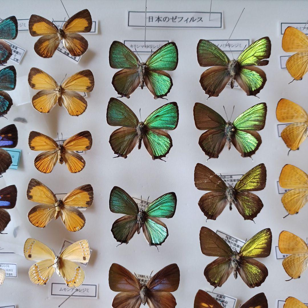 蝶標本 日本ゼフィルス選 20種99頭