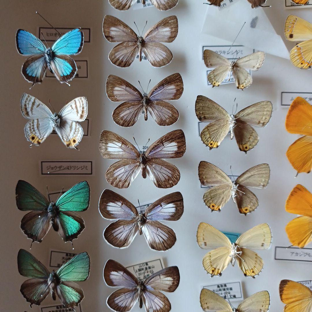蝶標本 日本ゼフィルス選 20種99頭