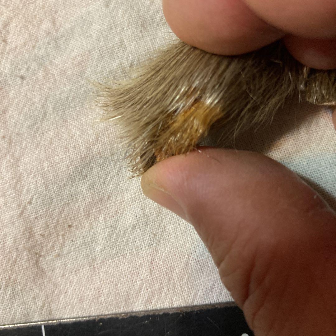 カナダ❤️4点セット　新品未使用　ワッペン&タグ&ファスナー&アザラシキーホルダー