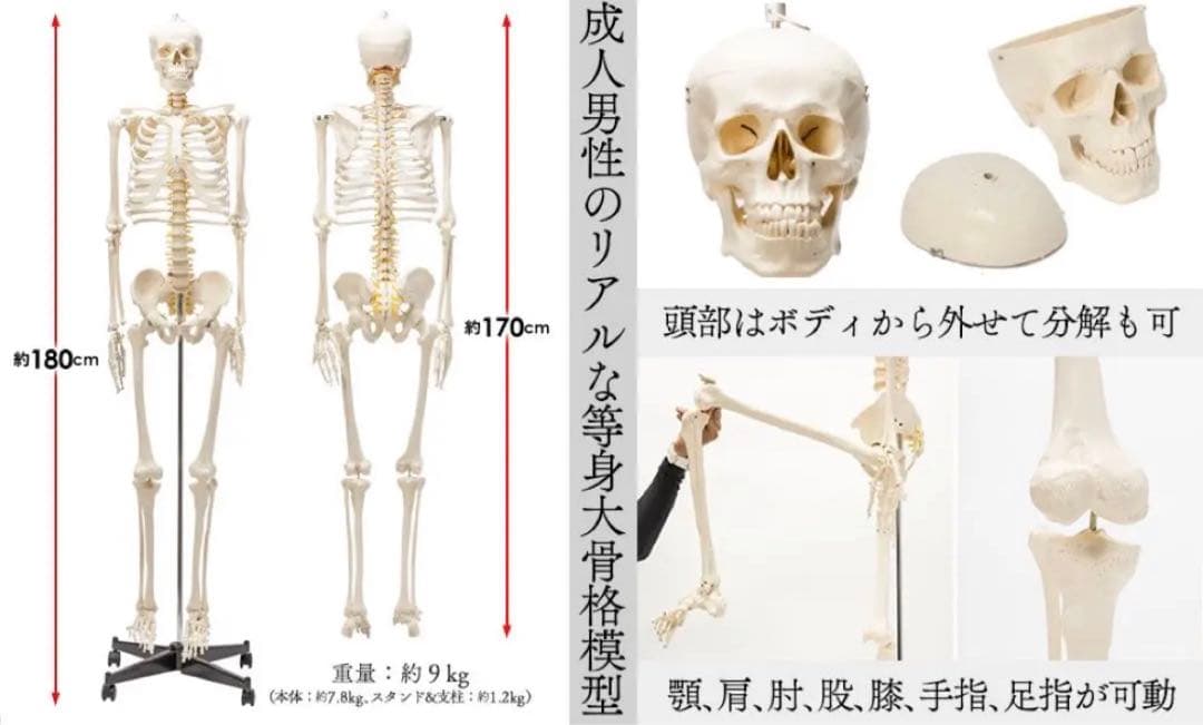 等身大 人体模型 170cm 神経根有り 全身骨格模型 骨格標本 17