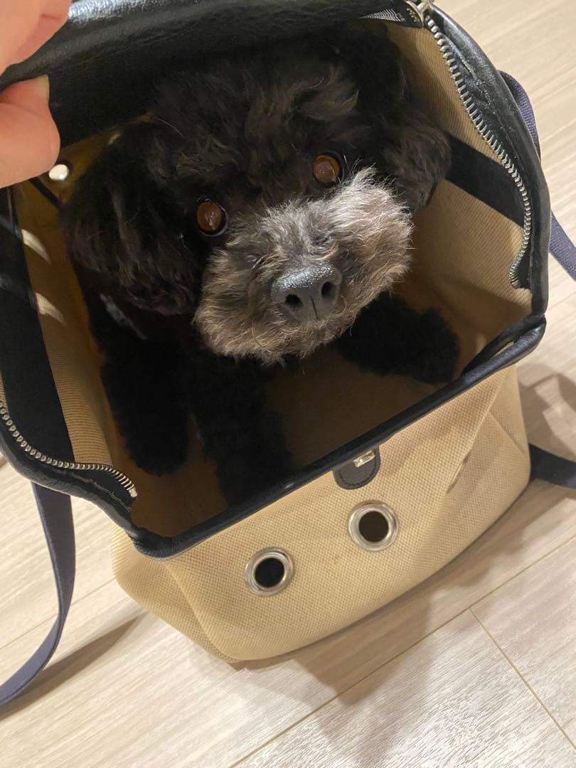Cozy N 新品タグ付き☆ドッグ デニムキャリーバッグ 45サイズ スーツ