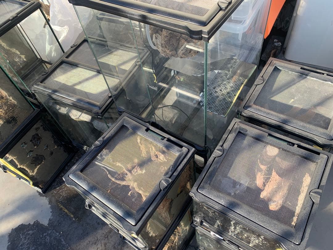 エキゾテラ　グラステラリウム　3045 レイアウト仮組み グラステラリウム3045 レイアウト品｜Yahoo!フリマ（旧PayPayフリマ）