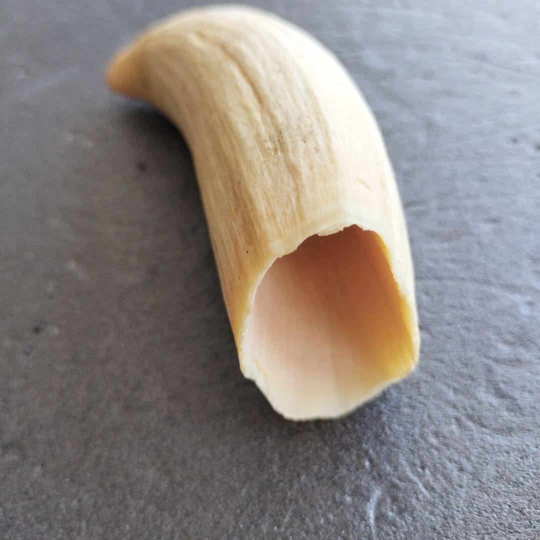 マッコウクジラ歯 牙 未加工 199グラム【工芸素材に】