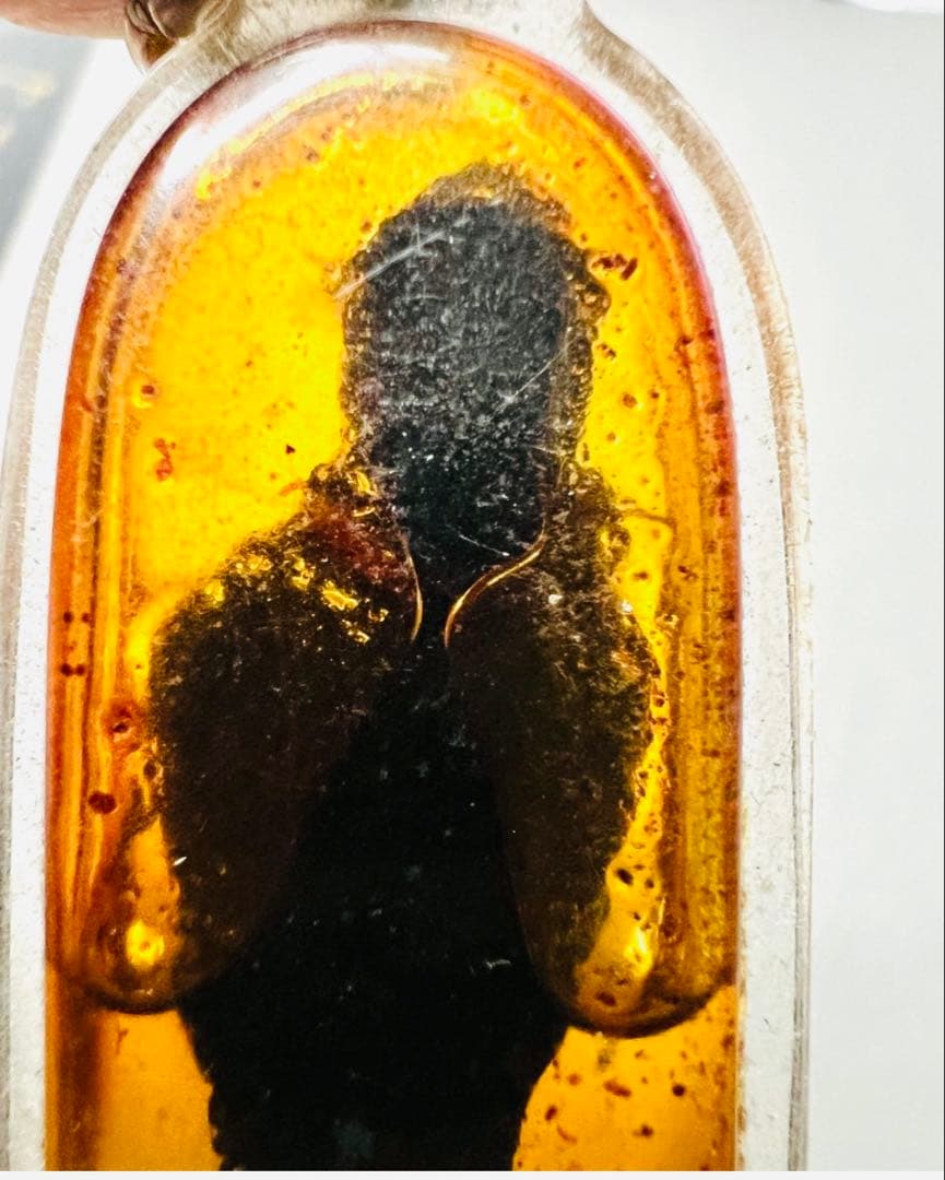 【限定1】入手困難 カマーントン　ポルセーン（神秘の黒木）富、幸運、プラクルアン