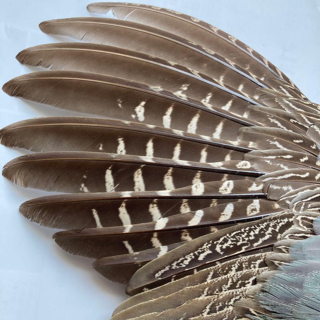 キジの翼標本 鳥の羽根 - メルカリ