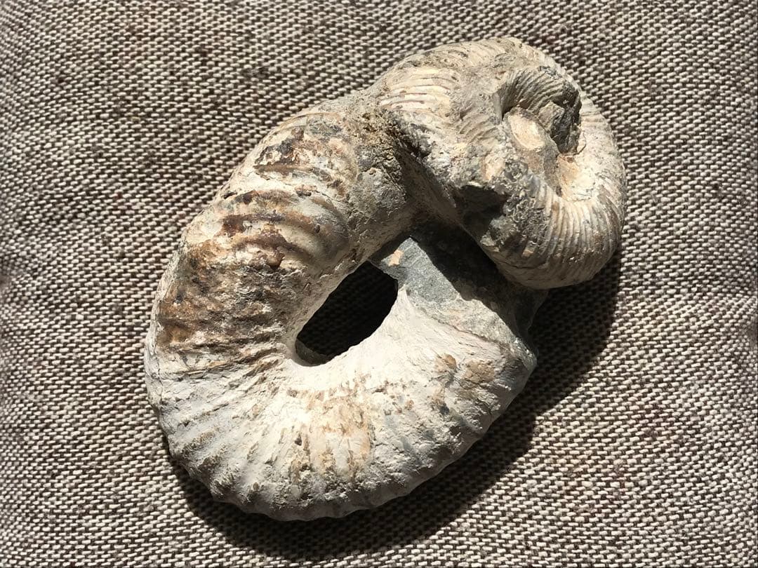 マダガスカル産　アンモナイト化石（ノストセラス）母岩なし　稀少 マダガスカル産 アンモナイト化石（ノストセラス白）母岩つき 稀少