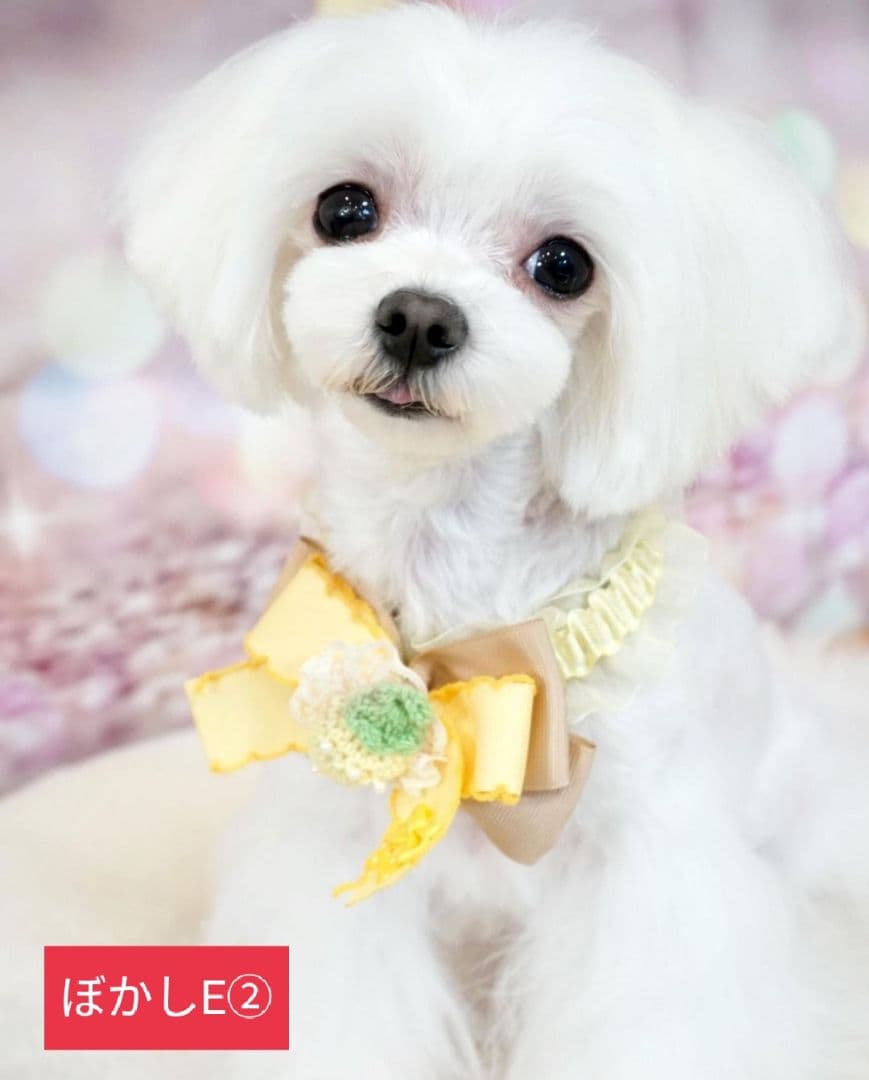 背景布【冬D】サンプルペット撮影、ニューボーンフォトなどに♪