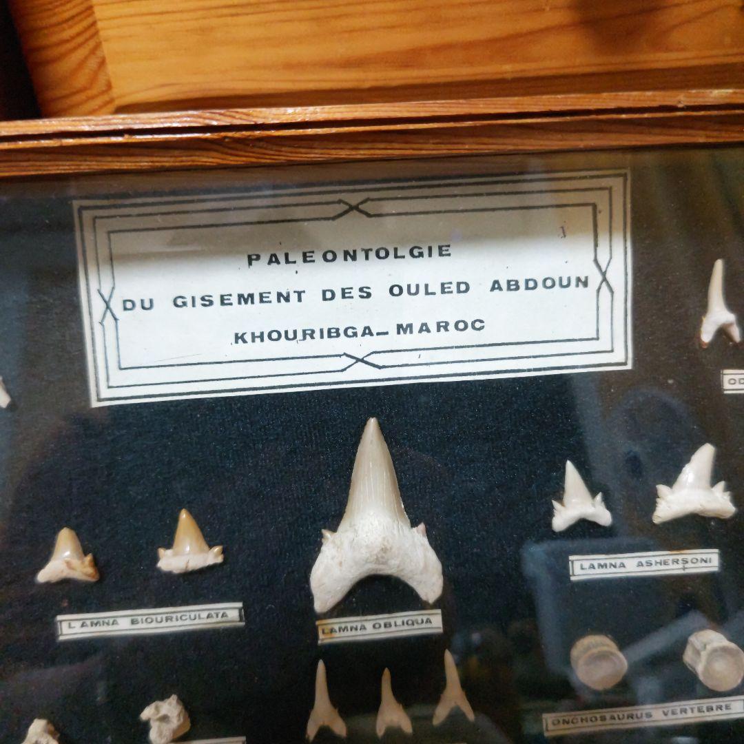 モロッコ産サメの歯化石標本 化石標本◇サメの歯×アクアマリン／