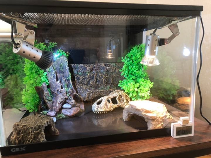 爬虫類飼育セット