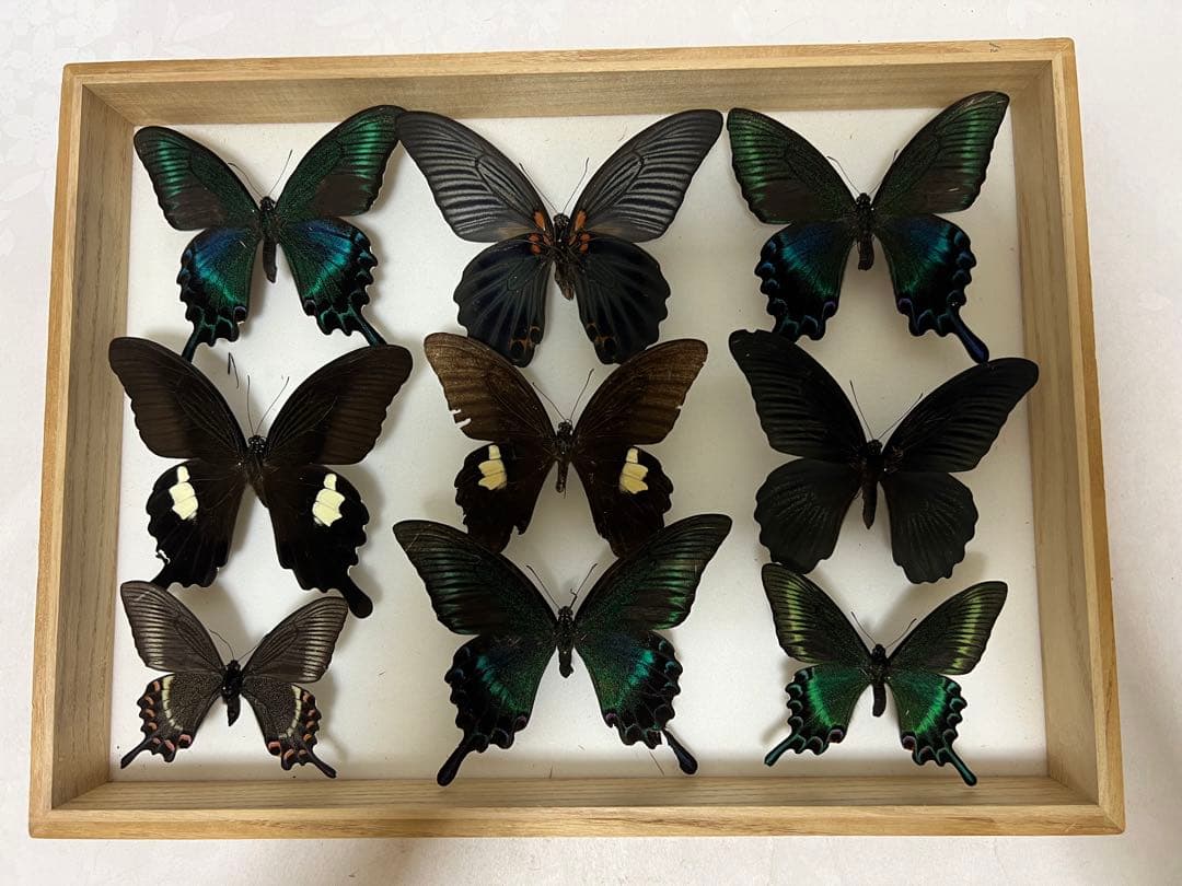 希少標本野外品マダガスカルチャイロミノケブカゾウムシ