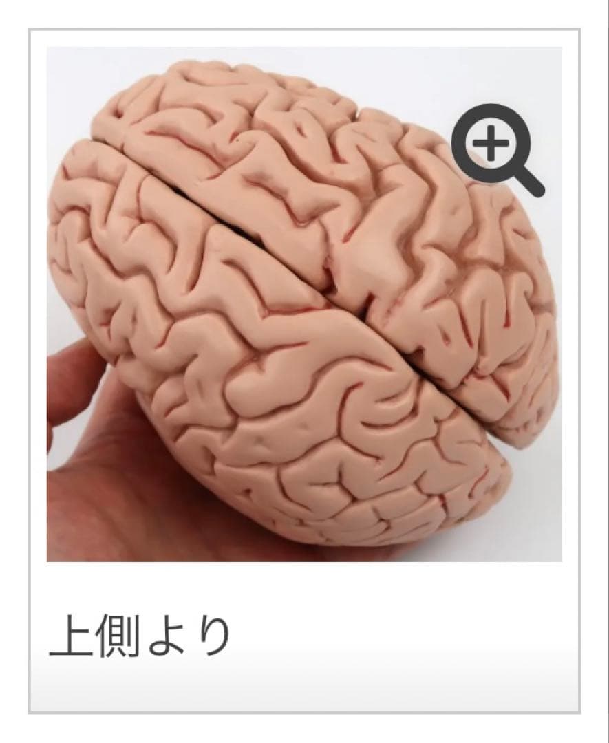 脳模型 5分解モデル 3B Smart Anatomy 実物大　新品未使用