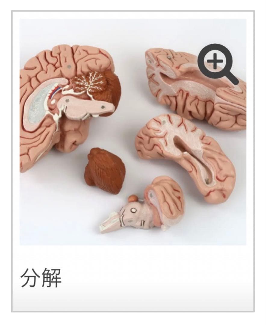 脳模型 5分解モデル 3B Smart Anatomy 実物大　新品未使用