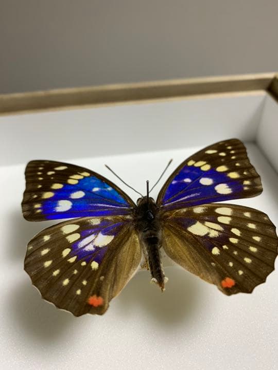 オオムラサキ♂ 滋賀県産飼育品 ブルーオオムラサキ モルフォ