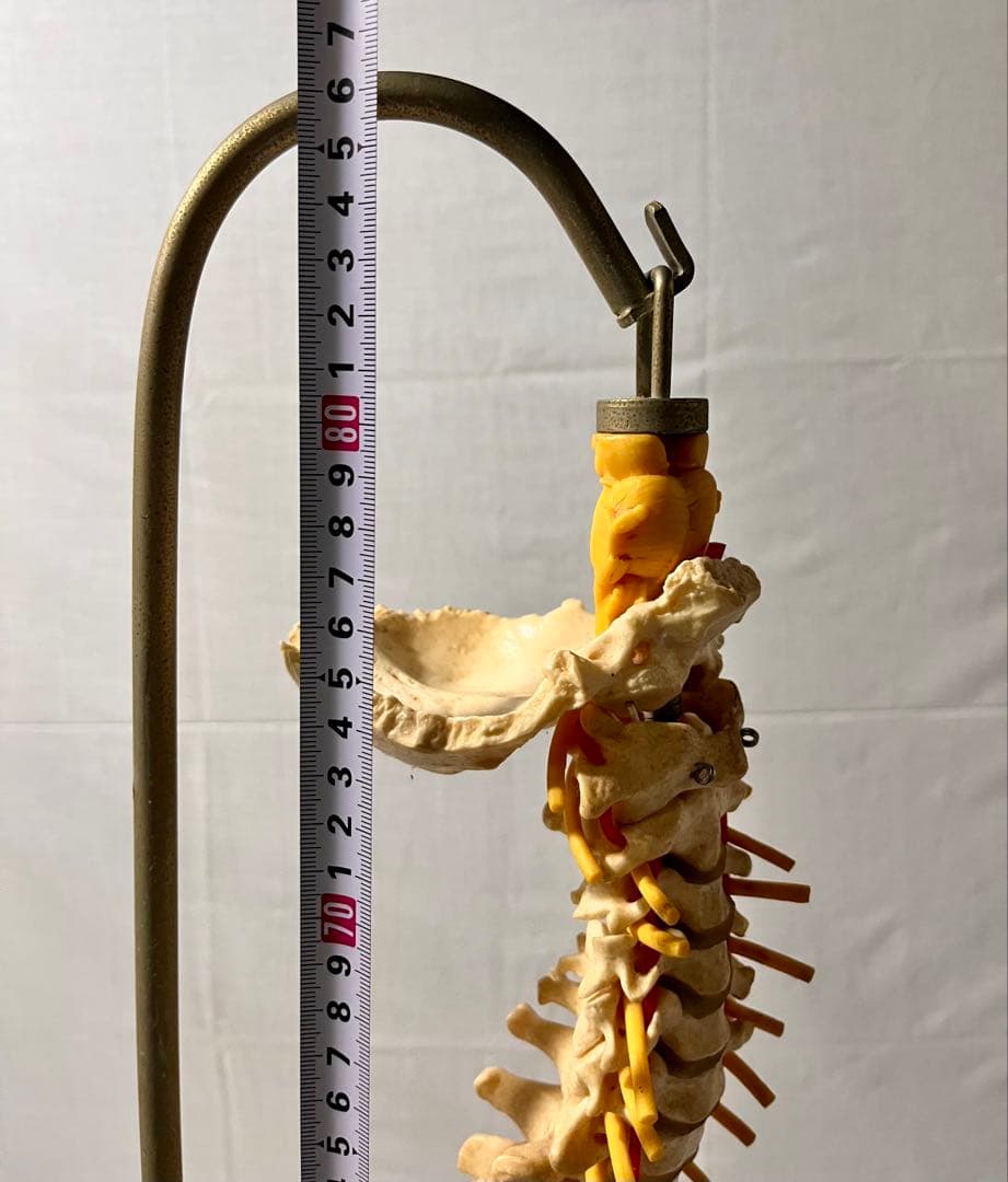 ① SOMSO ソムソ ドイツ製 脊髄 脊柱 骨格模型 モデル