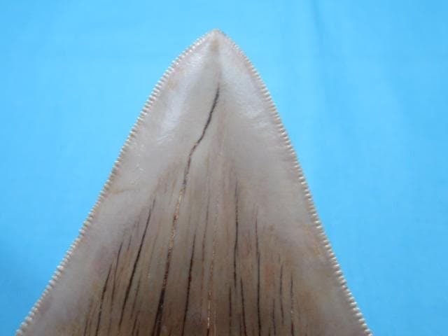 化石 サメの歯・メガロドン・インドネシア・10.6cm・No.1336