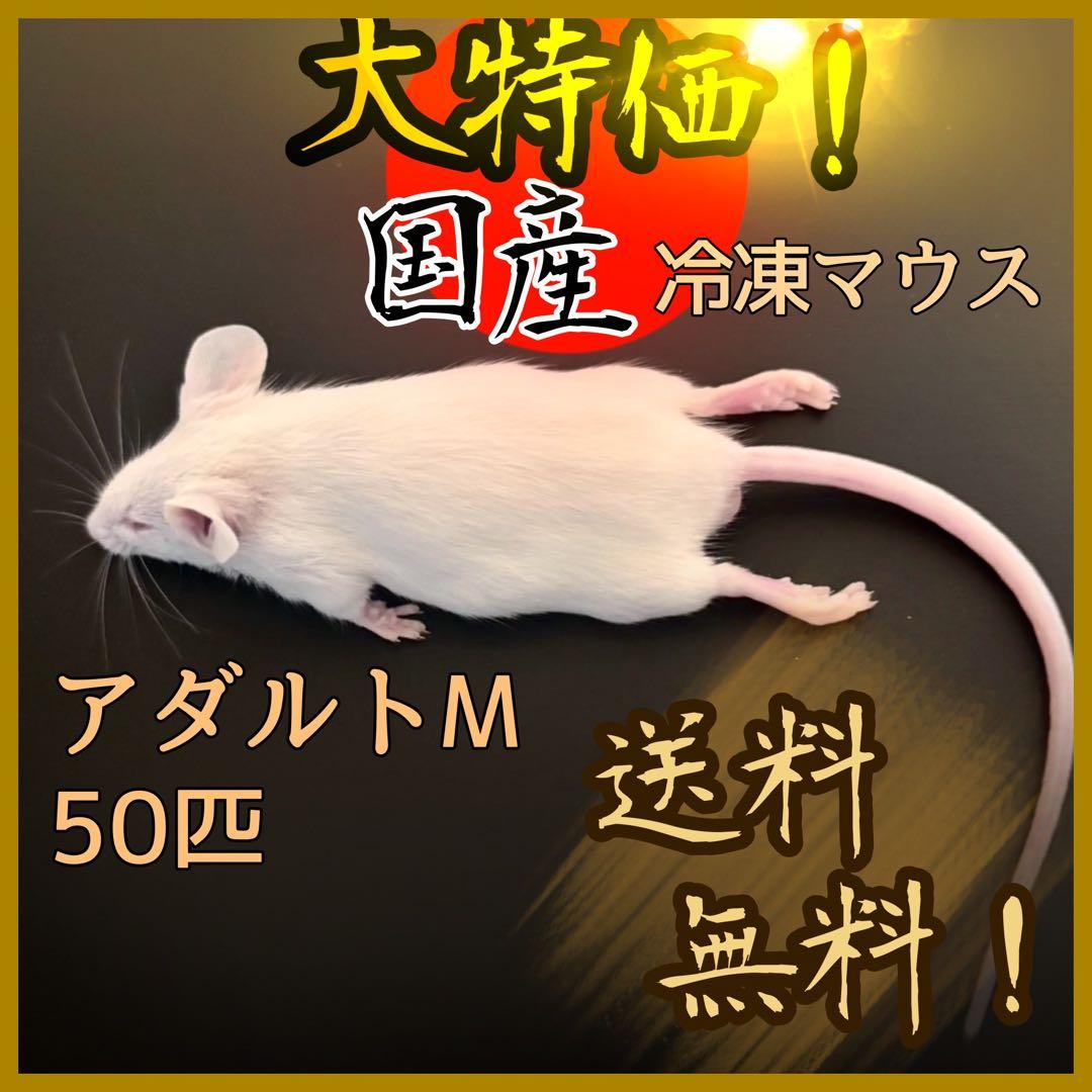 冷凍マウス アダルトM50匹 ※日時指定希望の方は必ず説明欄をお読み