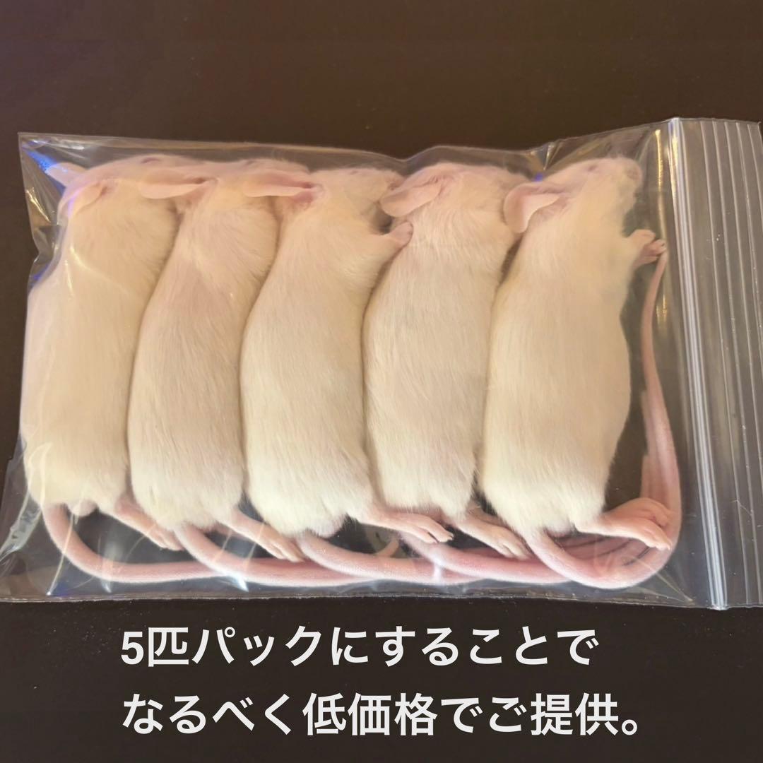 冷凍マウス アダルトM50匹 ※日時指定希望の方は必ず説明欄をお読み