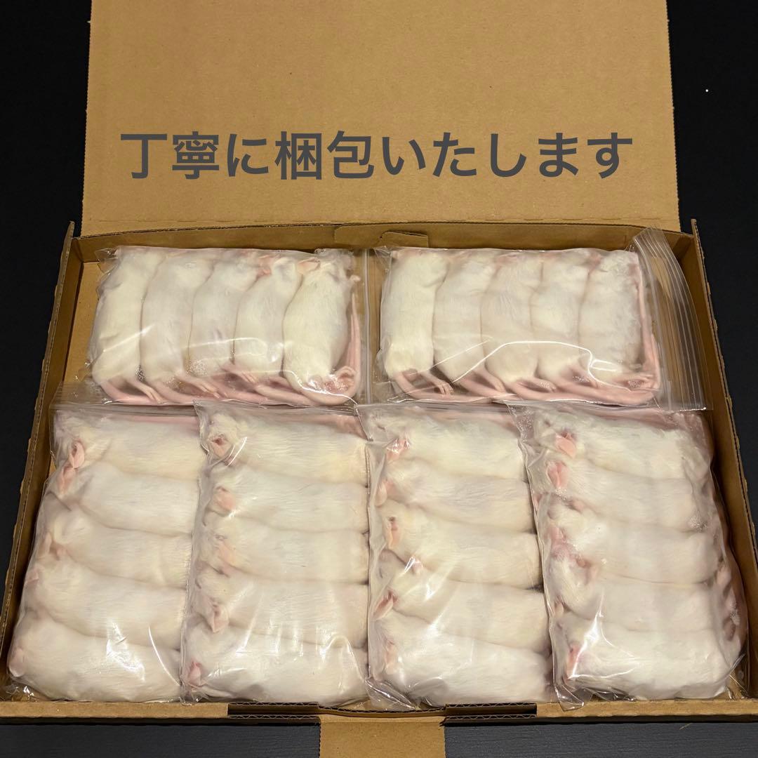 冷凍マウス アダルトM50匹 ※日時指定希望の方は必ず説明欄をお読み