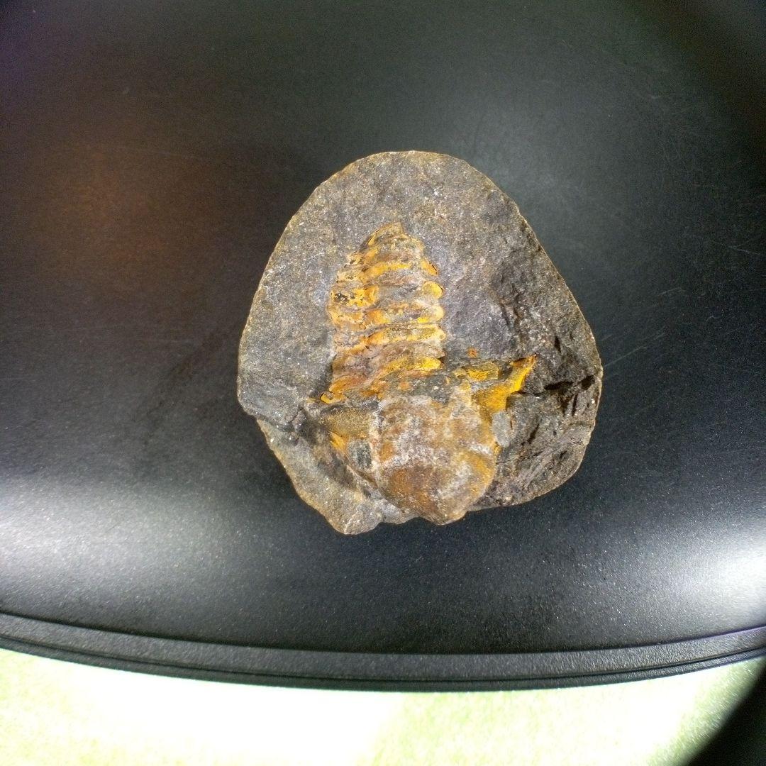三葉虫 化石 fossil ボリビア trilobite 三葉虫綱 三葉虫管理⑨