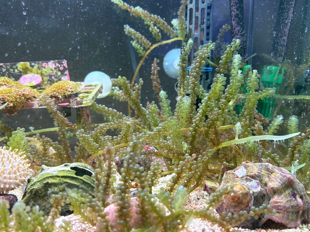 45cm海水水槽セット 生体付き 引き取り限定 値引き交渉可