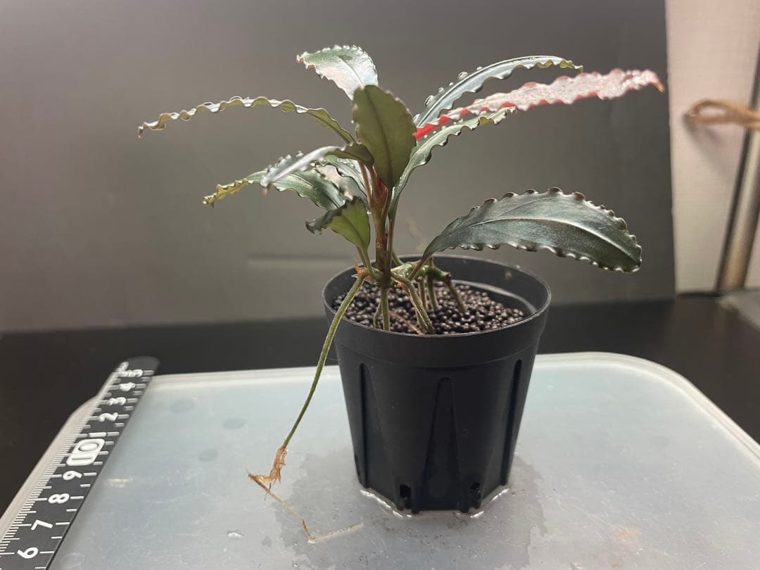 ブセファランドラ 写真のものすべて 水中葉 引退出品 ブセファランドラ