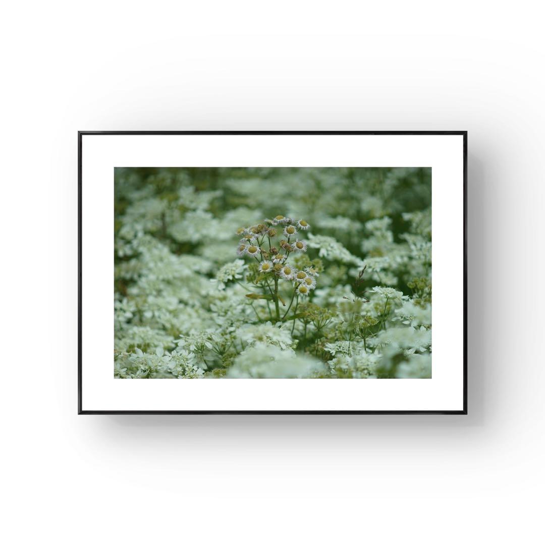 自然・風景写真 花のアート A3 額装済み 作品プリント