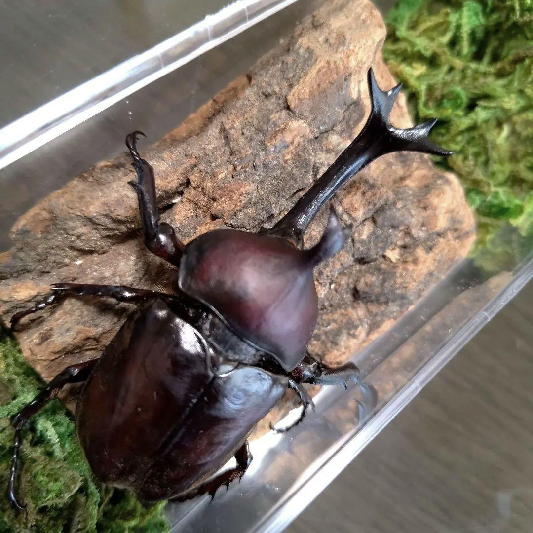 角スゴ長特大ワイルド野生赤レッド角長カブトムシ標本82mm頭角幅19mm