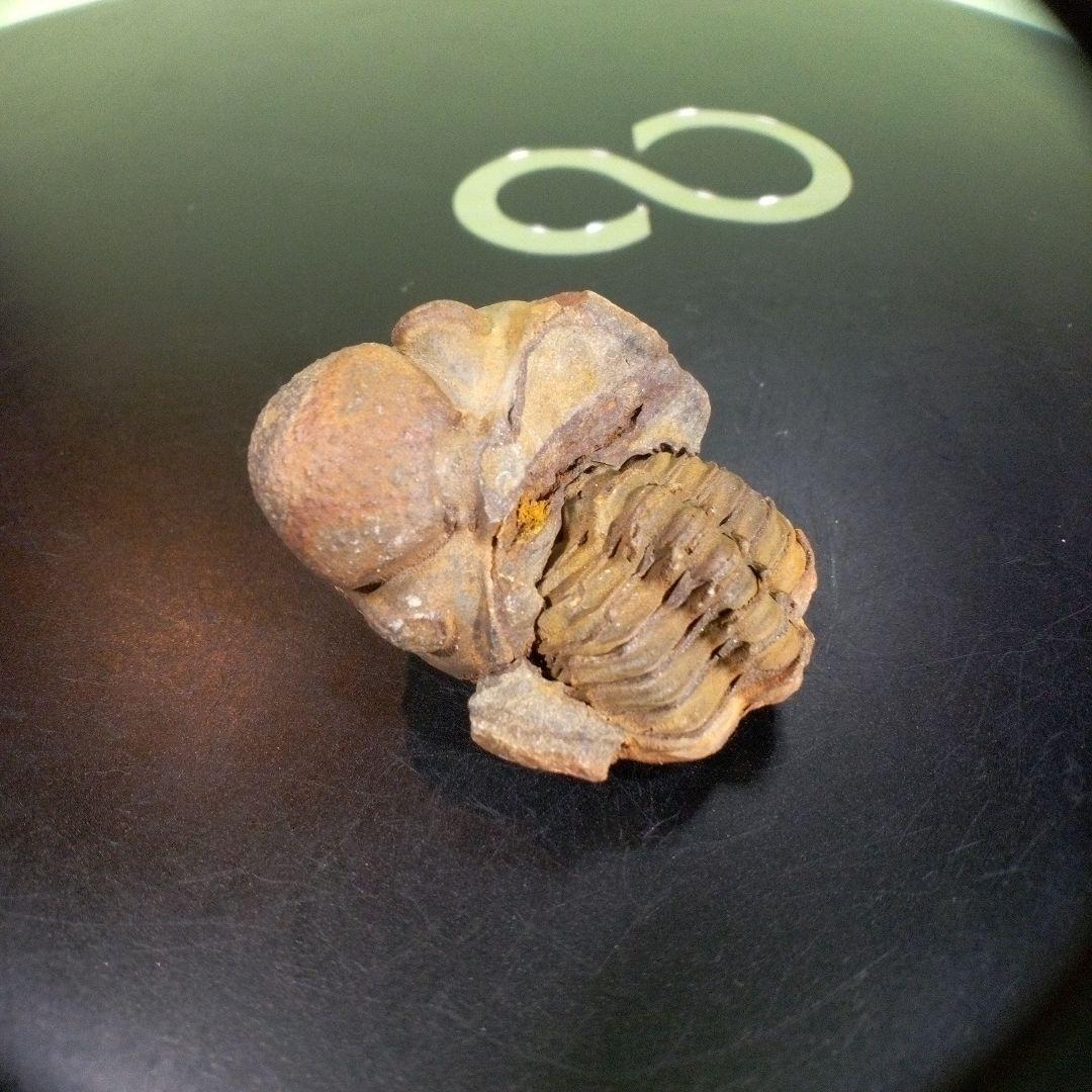 三葉虫化石fossilボリビア産レアFossil判別⑧